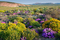 Namaqualand fynbos in flower, Namaqualand, Northern Cape, South Africa, August.