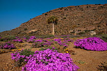 Flowering Daisies (Dimorphotheca sinuata) and Ice plants (Drosanthemum hispidum) Goegap Nature Reserve, Namaqualand, South Africa, August 2011.