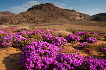 Ice plants ( Drosanthemum hispidum) flowering, Goegap Nature Reserve, Namaqualand, Northern Cape, South Africa, August 2011.