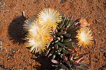 Vygie (Cheiridopsis sp) in flower, Goegap Nature Reserve, Namaqualand, Northern Cape, South Africa, August.