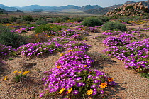 Daisies (Dimorphotheca sinuata) and ice plants (Drosanthemum hispidum) in flower, Goegap Nature Reserve, Northern Cape, Namaqualand, South Africa, August.