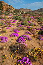 Daisies (Dimorphotheca sinuata) and ice plants (Drosanthemum hispidum) in flower, Goegap Nature Reserve, Northern Cape, Namaqualand, South Africa, August.