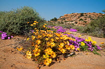 Daisies (Dimorphotheca sinuata) and Ice plants ( Drosanthemum hispidum) in flower, Goegap Nature Reserve, Namaqualand, South Africa, August.