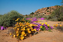 Daisies (Dimorphotheca sinuata) and Ice plants (Drosanthemum hispidum) in flower, Goegap Nature Reserve, Namaqualand, South Africa, August.