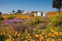 Small houses surrounded by flowers, including daisies, Namaqualand, Northern Cape, South Africa, August 2009.