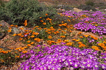 Beetle daisies (Drosanthemum hispidum) and Ice plants (Drosanthemum hispidum) in flower, near Okiep, Namaqualand, Northern Cape, South Africa, August.