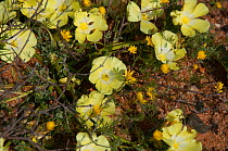 Maritzwater desert primroses (Grielum humifusum) in flower, Namaqualand, Northern Cape, South Africa, August.