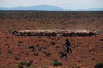 Shepherd with flock of sheep and two dogs, Namaqualand, Northern Cape, South Africa, August 2011.