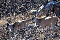 Two Eland (Taurotragus oryx) Giants Castle Game Reserve, Drakensberg, Kwazulu Natal, South Africa, July.