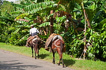 Farmer riding fully loaded pack horse and leading another along road, probably carrying cocoa, near Baracoa, Cuba, November 2011.