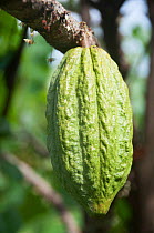 Cocoa (Theobroma cacao) pod, near Baracoa, Cuba, November.