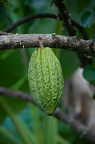 Cocoa (Theobroma cacao) pod, near Baracoa, Cuba, November.