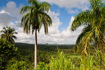 Palm trees in forest, Baracoa Mountains, East Cuba, November 2011.