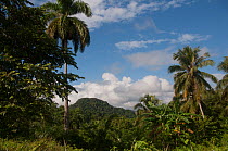 Palm trees in forest, Baracoa Mountains, East Cuba, November 2011.