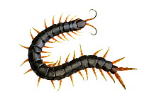 Mediterranean banded centipede (Scolopendra cingulata), black colour morph. Central Coastal Plain, Israel, March. Meetyourneighbours.net project.