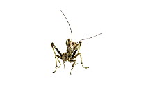 Desert stick mantis (Tarachodes sp.) baby, 1mm long. Negev Desert, Israel, July. Meetyourneighbours.net project.
