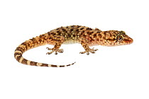 Mediterranean house gecko (Hemidactylus turcicus) Central Coastal Plain, Israel, April. Meetyourneighbours.net project.