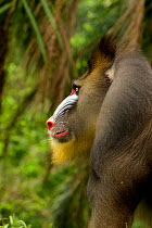 Mandrill male (Mandrillus sphinx) profile, Lekedi National park, Gabon, June.