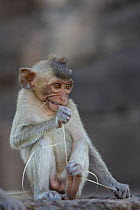 Juvenile Long-tailed macaque (Macaca fascicularis) flossing teeth with hair, Monkey Temple, Phra Prang Sam Yot, Lopburi, Thailand.