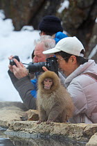 Japanese macaque (Macaca fuscata) at hot spring, with tourists taking photos in the background, Jigokudani, Yaenkoen, Nagano, Japan, February 2013.