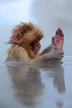 Japanese macaque (Macaca fuscata) examining foot in hot spring in Jigokudani, Yaenkoen, Nagano, Japan, February.