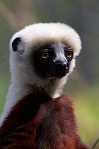Coquerel's sifaka (Propithecus coquereli) portrait, captive Duke Lemur Center, Durham, North Carolina, USA.