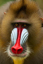 Mandrill male (Mandrillus sphinx) close up portrait, Lekedi National Park, Gabon.