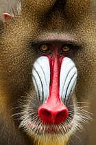 Mandrill male (Mandrillus sphinx) close up portrait, Lekedi National Park, Gabon.