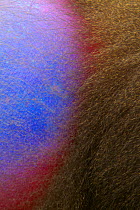 Mandrill male (Mandrillus sphinx) abstract of brightly coloured ischial callosity on buttocks, Lekedi National park, Gabon.