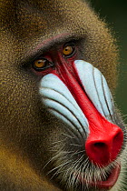 Mandrill male (Mandrillus sphinx) portrait Lekedi National park, Gabon.