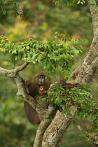 Mandrill (Mandrillus sphinx) female in tree, Lekedi National park, Gabon
