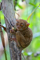 Philippine tarsier (Carlito syrichta) captive, Philippine Tarsier and Wildlife Sanctuary, Bohol, Philippine's.