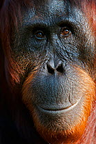 Bornean Orangutan (Pongo pygmaeus) female face  portrait, Tanjung Puting reserve, Camp Leakey, Central Kalimantan, Borneo.
