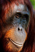 Bornean Orangutan (Pongo pygmaeus) female face portrait, Tanjung Puting reserve, Camp Leakey, Central Kalimantan, Borneo.
