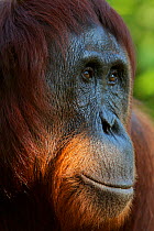 Bornean Orangutan (Pongo pygmaeus) female portrait, Tanjung Puting reserve, Camp Leakey, Central Kalimantan, Borneo.