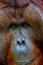 Bornean orangutan (Pongo pygmaeus) male portrait, Tanjung Puting reserve, Camp Leakey, Central Kalimantan, Borneo.
