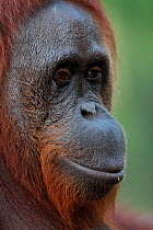 Female Bornean orangutan (Pongo pygmaeus), Tanjung Puting reserve, Camp Leakey, Indonesia, Central Kalimantan, Borneo.