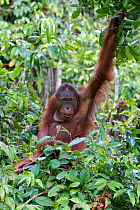 Bornean orangutan (Pongo pygmaeus) female climbing tree, Tanjung Puting reserve, Camp Leakey, Central Kalimantan, Borneo.