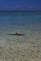 Blacktip Reef Shark (Carcharhinus melanopterus) on edge of beach, Heron Island, Great Barrier Reef, Australia.