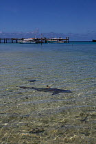 Blacktip Reef Shark (Carcharhinus melanopterus) swimming near edge of beach, Heron Island, Great Barrier Reef, Australia.