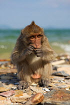 Burmese long tailed macaque (Macaca fascicularis aurea) feeding on cockles opened with stone tools at low tide, Kho Ram, Khao Sam Roi Yot National Park, Thailand.