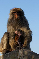 Barbary macaque (Macaca sylvanus) male holding baby, as a bridging behaviour to reduce aggression from other males and form social bonds, Upper Rock area of the Gibraltar Nature Reserve, Rock of Gibra...