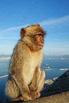 Barbary macaque (Macaca sylvanus) Upper Rock area of the Gibraltar Nature Reserve, Rock of Gibraltar, June.
