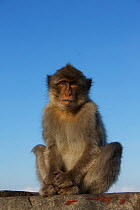 Barbary macaque (Macaca sylvanus), Upper Rock area of the Gibraltar Nature Reserve, Gibraltar, June.