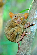 Philippine tarsier (Carlito syrichta) portrait, captive, Philippine Tarsier and Wildlife Sanctuary, Bohol, Philippines.