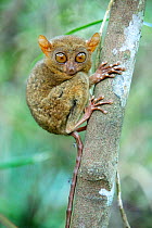 Philippine tarsier (Carlito syrichta) portrait, captive, Philippine Tarsier and Wildlife Sanctuary, Bohol, Philippines.