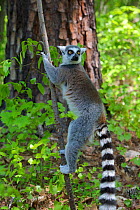Ring Tailed Lemur (Lemur catta) scent marking, digging its spurs in to mark the branch, captive Duke Lemur Center, Durham, North Carolina, USA.
