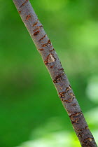 Ring Tailed Lemur (Lemur catta) scent marking spur marks left on a scent post,  Duke Lemur Centre, Durham, North Carolina, USA