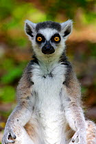 Ring Tailed Lemur (Lemur catta) portrait, captive. Duke Lemur Center, Durham, North Carolina, USA.