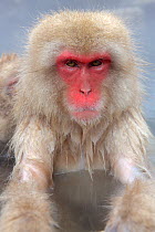 Japanese macaque (Macaca fuscata) in hot spring in Jigokudani, Yaenkoen, Nagano, Japan, February.